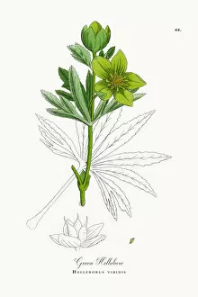 Images Dated 23rd September 2017: Green Hellebore, Helleborus viridis, Victorian Botanical Illustration, 1863