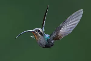Images Dated 9th May 2012: Green Hermit, Phaethornis guy, Hummingbird