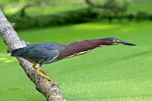 Images Dated 17th July 2011: Green Heron