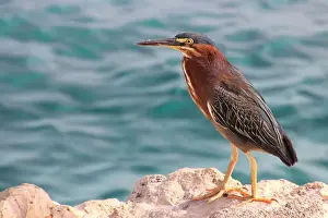 Frans Sellies Prints: Green heron
