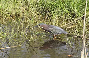 Reed Grass Family Prints: Green heron, Butorides virescens