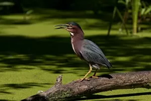 Images Dated 16th July 2011: Green Heron fishing