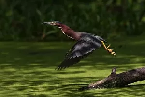 Images Dated 24th September 2015: Green heron in flight