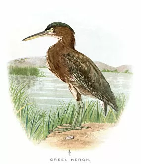Images Dated 20th April 2017: Green heron lithograph 1897