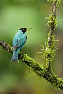 Images Dated 10th August 2016: Green Honeycreeper