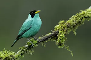 Images Dated 3rd February 2018: Green Honeycreeper