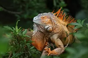 Images Dated 13th January 2015: Green Iguana