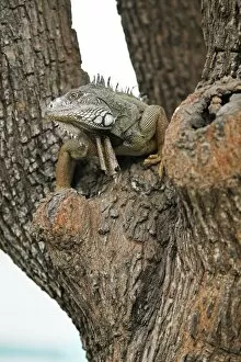 Images Dated 25th July 2014: Green Iguana -Iguana iguana-, adult, sitting on a tree, Guayaquil, Guayas Province, Ecuador