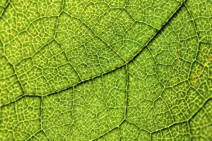 Images Dated 19th October 2014: Green leaf, Hazel -Corylus-, leaf veins