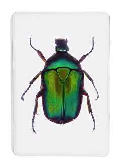Insect Lithograph Prints: A green metallic beetle in clear resin
