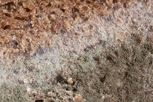 Images Dated 23rd June 2012: Green mold, bread mold, mold spores, mold cultures