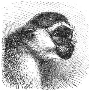 Illustrated Prints: Green monkey (Cercopithecus sabaeus)