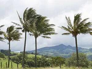 Windy Gallery: Green mountain forest, Cordillera de Tilaran, Tilaran, Guanacaste Province, Costa Rica