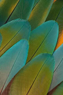 Modern Bird Feather Designs Gallery: Green Parrot Feather Design, Issaquah, Wa