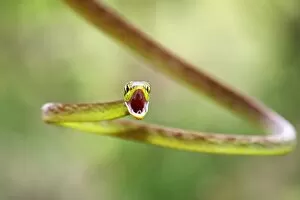 Images Dated 14th January 2015: Green parrot snake