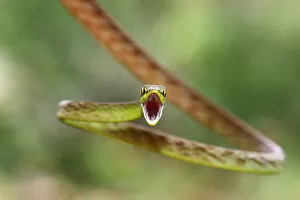 Images Dated 14th January 2015: Green Parrot Snake
