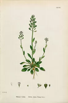 Images Dated 30th January 2017: Green Penny-Cress, Thlaspi virens, Victorian Botanical Illustration, 1863