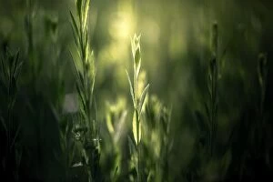 Images Dated 10th May 2012: Green plants with light source