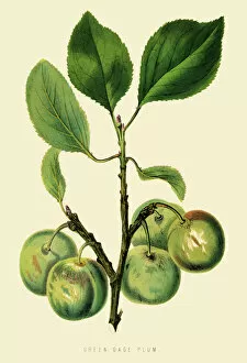 Images Dated 13th July 2016: Green plum illustration 1874