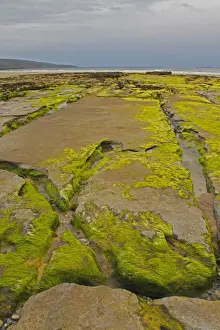Green Rocks On Fanore Beach In The Burren Region
