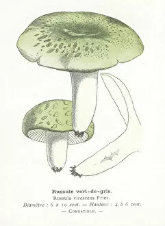 Images Dated 29th January 2018: Green Russula mushroom engraving 1895