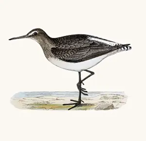 Green Sandpiper shorebird