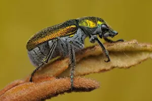 Images Dated 8th November 2012: Green Scarab Beetle - Diphucephala sp