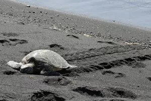 Big Island Hawaii Islands Gallery: Green sea turtle -Chelonia mydas-, Black Sand Beach of Punaluu, Big Island of Hawaii, USA