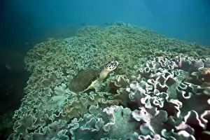 Cheloniidae Prints: Green Sea Turtle -Chelonia mydas-, Gulf of Oman, Oman