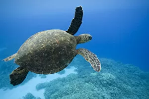 Floating On Water Gallery: Green Sea Turtle, Hawaii