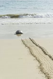 Images Dated 27th December 2012: Green Sea Turtle or Pacific Green Turtle -Chelonia mydas japonica- on the way to the sea