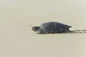 Images Dated 27th December 2012: Green Sea Turtle or Pacific Green Turtle -Chelonia mydas japonica- on its way to the sea