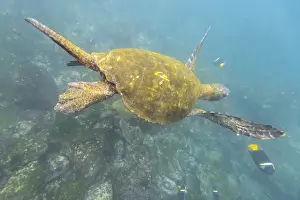 Galapagos Prints: Green Sea Turtle or Pacific Green Turtle -Chelonia mydas japonica