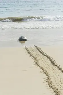 Green Sea Turtle or Pacific Green Turtle -Chelonia mydas japonica- on the way to the sea, Floreana, Galapagos Islands, Ecuador