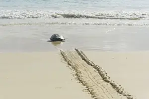 Galapagos Prints: Green Sea Turtle or Pacific Green Turtle -Chelonia mydas japonica- on the way to the sea