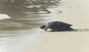 Galapagos Prints: Green Sea Turtle or Pacific Green Turtle -Chelonia mydas japonica- on the way to the sea
