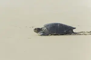 Galapagos Prints: Green Sea Turtle or Pacific Green Turtle -Chelonia mydas japonica- on its way to the sea