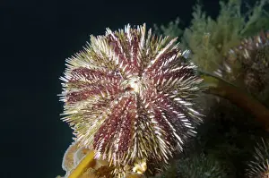 Russian Prints: Green sea urchin -Strongylocentrotus droebachiensis