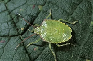 Angle Gallery: Green Shield Bug (Palomena prasina), larva