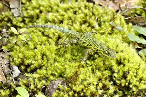 Images Dated 17th November 2015: Green spiny lizard (Sceleporus malachiticus)