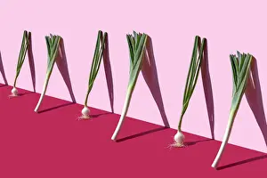 Green spring onions and leeks on the pink background