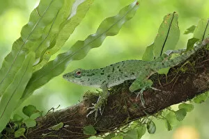 Images Dated 3rd March 2017: Green Tree Anole (Norops biporcatus)