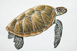 Images Dated 16th February 2006: Green Turtle, Chelonia mydas, side view