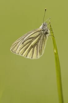 Images Dated 9th May 2010: Green-veined white butterfly -Pieris napi-