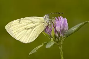 Images Dated 17th August 2014: Green-veined White -Pieris napi-, Burgenland, Austria