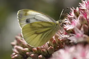 Pierid Prints: Green-veined White -Pieris napi- on Orpine -Sedum telephium