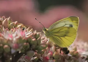 Pierid Prints: Green-veined White -Pieris napi- on Orpine -Sedum telephium