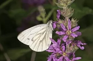 Green-veined White -Pieris napi- seeking nectar from a Purple Loosestrife, Untergroeningen, Baden-Wuerttemberg, Germany