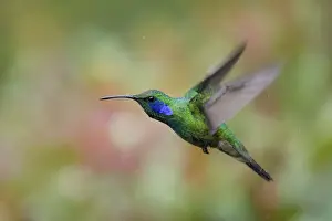 One Bird Prints: Green Violetear Hummingbird (Colibri thalassinus) flying