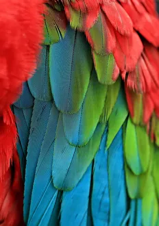 Modern Bird Feather Designs Gallery: Green-winged macaw feathers